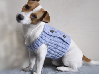 Вязаная одежда для собак своими руками (крючком или спицами